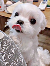 「抱っこして！」 立ち上がってアピールする、るうぼいくん（画像提供：マルチーズのぼい家さん）