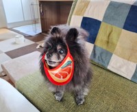 もうすぐ15歳を迎えるどんちゃん（画像提供：どんべえさん）