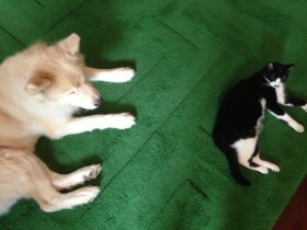 同居成功！動きがゆっくりすぎた大型犬のタケ　おかげで先住猫と距離が近づく