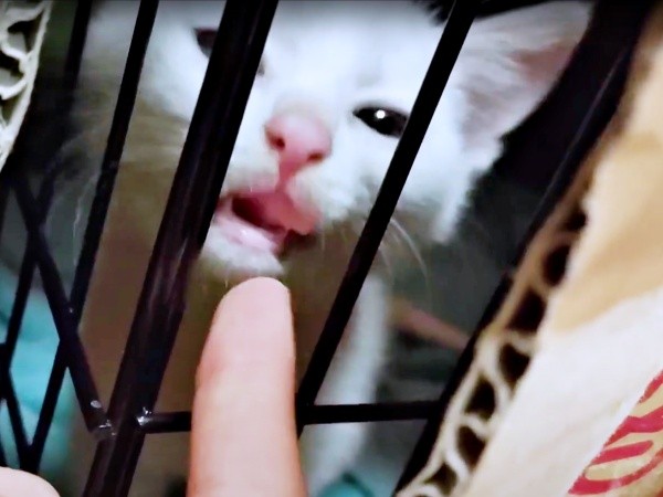 保護後、飼い主さんが差し出した指をペロッと舐めるるるさん（画像提供：あるくきくらげさん）