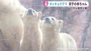 ホッキョクグマの双子の赤ちゃん　順調に育ち６月２日から一般公開　仙台・八木山動物公園
