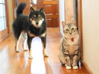 小豆（あずき　左）とそら豆（右）。２匹は大の仲良し