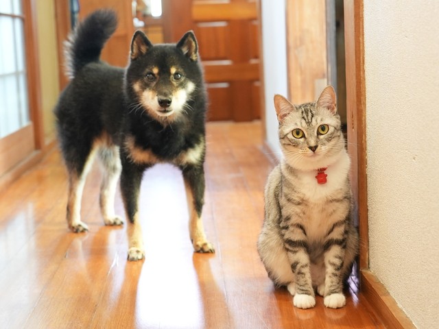 小豆（あずき　左）とそら豆（右）。２匹は大の仲良し