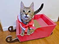 赤いマントがよく似合うこまちゃん（画像提供：むぎさん）