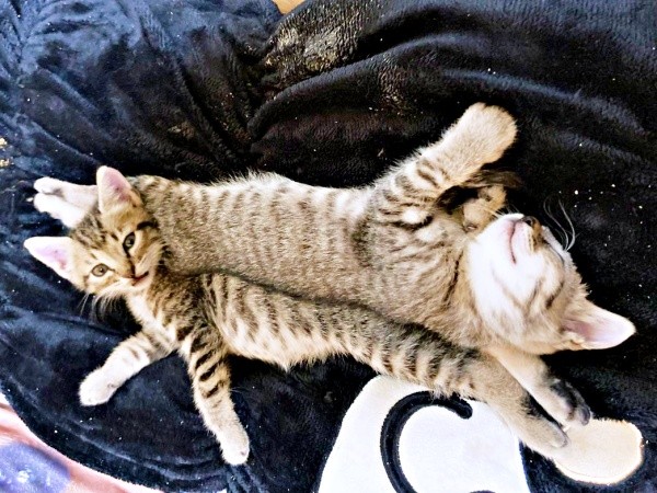 保護から3週間後、クッションの上で寝そべるモモくん、マオくん（画像提供：ぽりぽりさん）