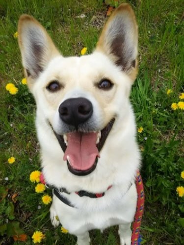 わんずぺ～すで新たな家族を待つプー吉