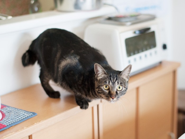 「私もアイシャドウを入れたほうがいいかしら」（小林写函撮影）