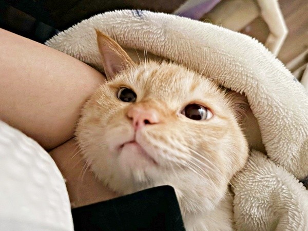 「まだお布団にいてね？」 飼い主さんを見上げるバムちゃん（画像提供：にゃんぺろ小僧さん）