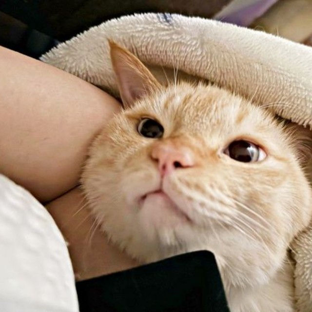 「まだお布団にいてね？」 飼い主さんを見上げるバムちゃん（画像提供：にゃんぺろ小僧さん）