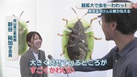 岡山県立美術館／新谷祐加 学芸員