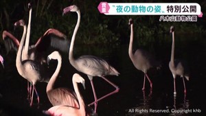 夜の動物を観察するイベント　仙台・八木山動物公園で２１日から
