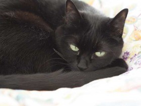 動物とおおらかに暮らす 「世界は美しいものだらけ」