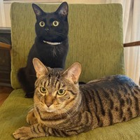 ２匹一緒だと楽しいにゃ