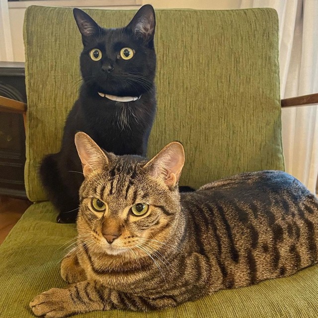 ２匹一緒だと楽しいにゃ