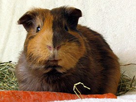 ふれあった小動物が、弱ればヘビや猛禽類のエサに 