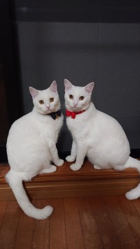 ぽむりん（右）、ぽわたん（左）。ぽむりんの方が顎のラインがシャープ＝ぽむぽわカレンダー発売中さん提供（@pom_powa_nyan）