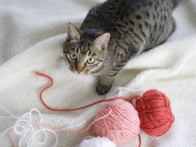 こんな物も？　猫の「誤食・中毒」を引き起こす危険物、知っておきたい情報が１冊に