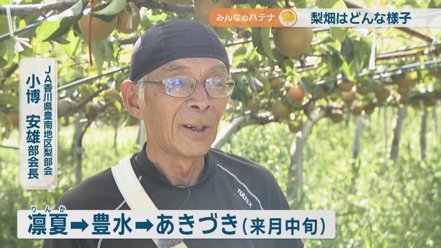 JA香川県豊南地区梨部会／小博安雄 部会長