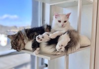 脚を絡めて寝る二人＝めるちょとまおまお（@meltube_cat）さん提供