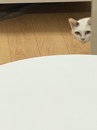 「ごはんまだ？」と見つめるようになった＝たにゃさん（@kabukinoraneko）提供