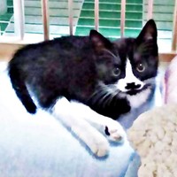 保護から1週間、生後2カ月ほどだったまめちゃん（画像提供：まめさん）