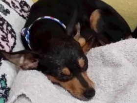 保護犬・ハンターとの１カ月　落ち着かない日々とある事件