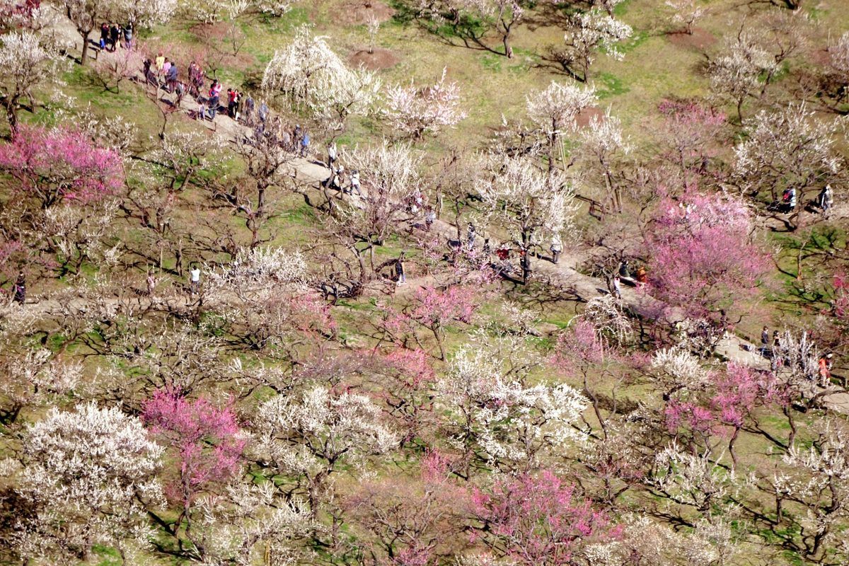 2026年最新】関東1都4県の梅の名所おすすめ15選 早春を彩る梅林と香り