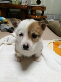 生まれたてで子犬時代のゆきちゃん（提供：けんけんさん）