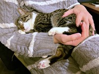 腕の中ですやすや眠るチャイちゃん（画像提供：nekokawaii1214さん）