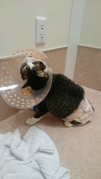 神経障害が現れて、同じ場所でクルクルまわるように