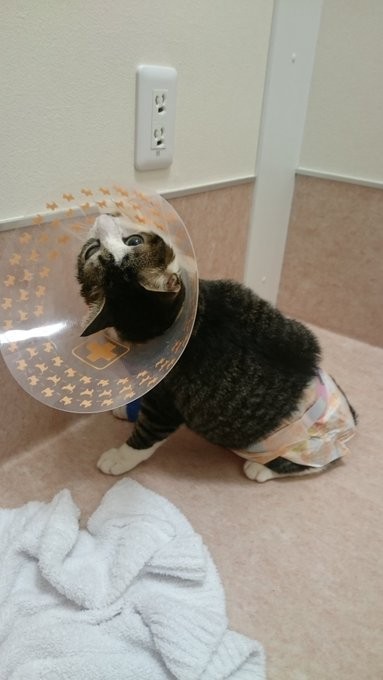 神経障害が現れて、同じ場所でクルクルまわるように