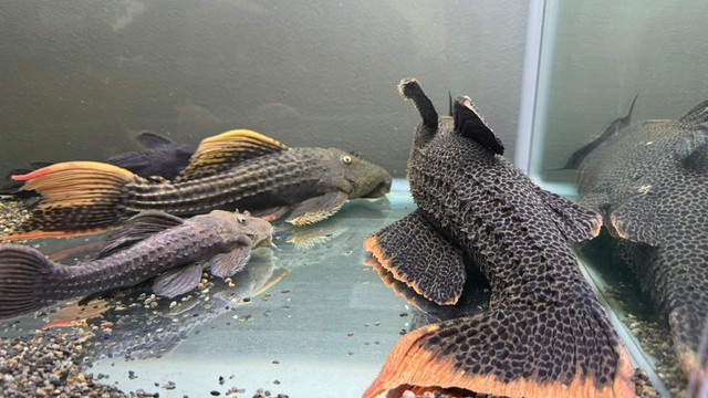 飼育しているプレコ/ちゃんつるさん（@chantsuru_aqua）提供