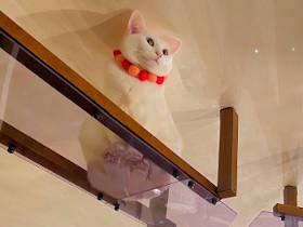 白猫記事一覧 犬 猫との幸せな暮らしのためのペット情報サイト Sippo