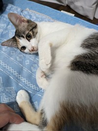 まったりくつろぐ三美ちゃん（画像提供：三美お嬢様はお猫様さん）