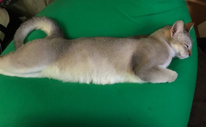 お気に入りのベッドで