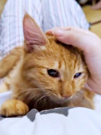 お腹の上にのって甘えるぽわげちゃん（画像提供：ツナさん）