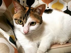 お地蔵様のそばで保護　元気に育った三毛猫「ニコ」