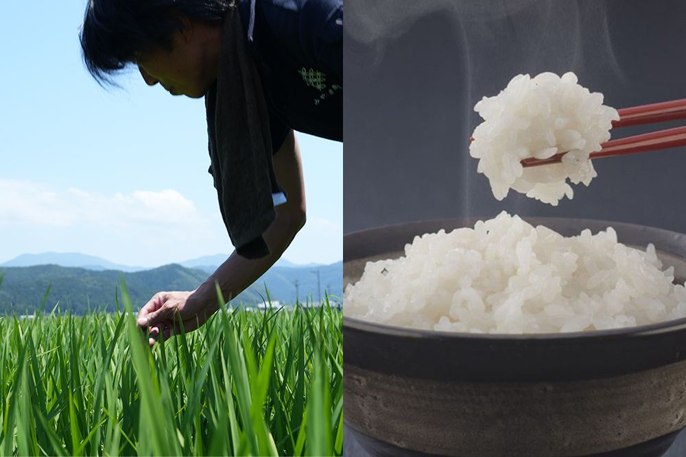 いちほまれ：葉が長く「その葉が日傘の役割をしてくれる」ような特徴もある耐暑性に優れた品種。絹のような白さ、甘みを両立した福井発のお米。