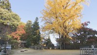 大窪寺で紅葉が見頃　イチョウとモミジを一緒に楽しめる　香川・さぬき市