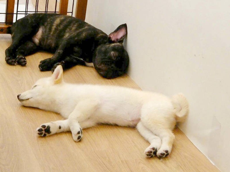 遊び疲れて、２匹とも電池切れ