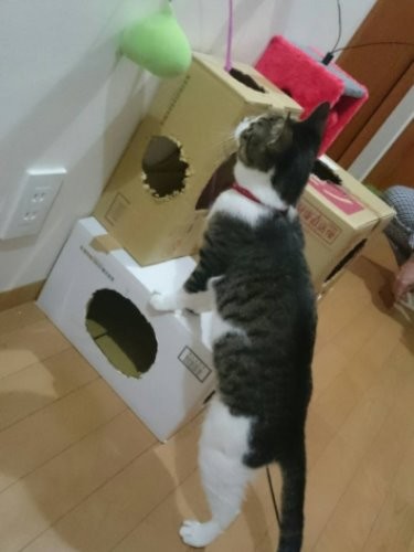 はじめての段ボールタワーに興味津々