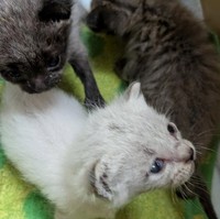 1匹は虹の橋を渡ったが、3匹の子猫が生き残った（Aki Abeさん提供、Instagramよりキャプチャ撮影）