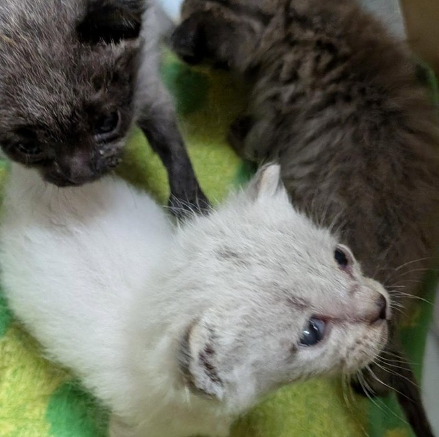 1匹は虹の橋を渡ったが、3匹の子猫が生き残った（Aki Abeさん提供、Instagramよりキャプチャ撮影）