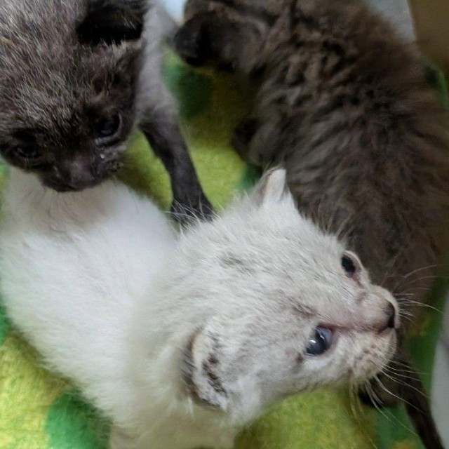 1匹は虹の橋を渡ったが、3匹の子猫が生き残った（Aki Abeさん提供、Instagramよりキャプチャ撮影）