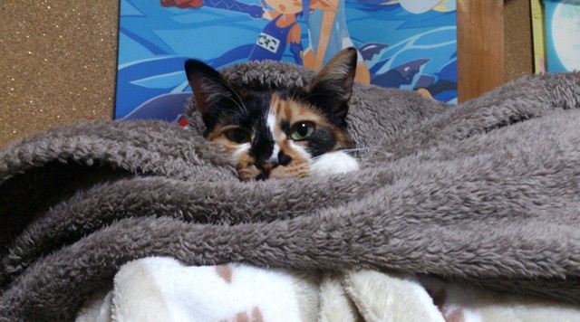 アクティブな日々を過ごしていた活発にゃんこ