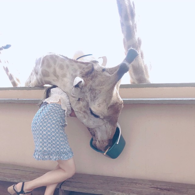 キリンの頭部に巻き込まれてしまった女性　画像提供：HARUKAさん