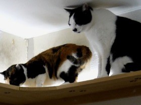 猫４匹と１Ｋ賃貸で快適生活　キャットウォークお気に入り