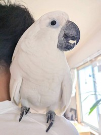 タイハクオウムのゆきまる君（提供：タイハクオウムのゆきまるさん）