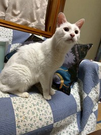 保護部屋を卒業してきゅるきゅるのお顔に／提供：yukaさん