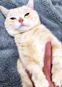 へそ天でお腹を撫でられるさくらちゃん（画像提供：さくらとかえでさん）